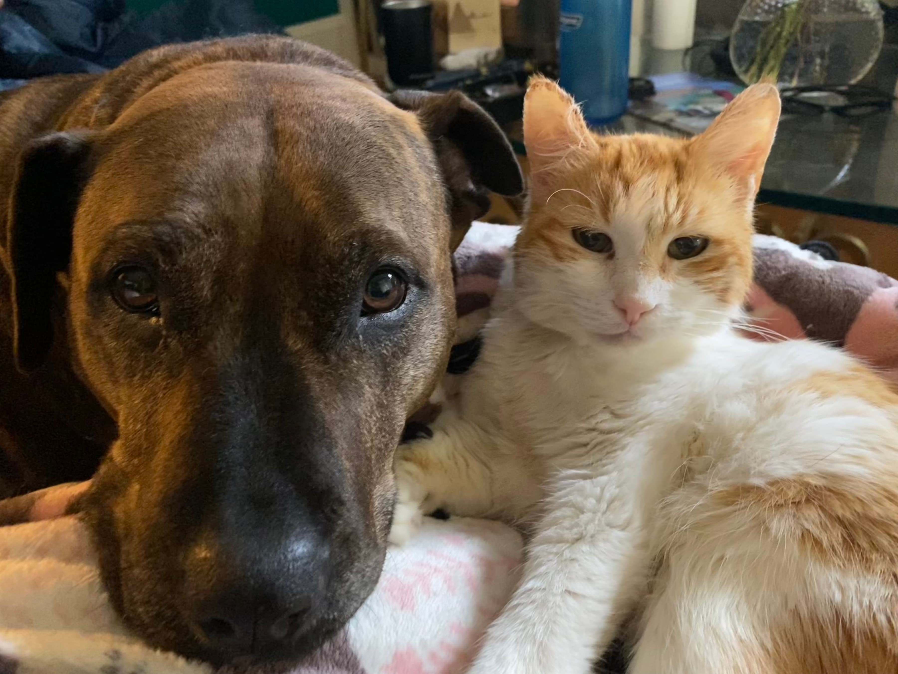 closeup of Hazel a brown dog and Omelette a small orange and white cat
